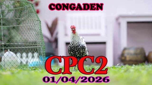 Clip Đá Gà Thomo CPC2 Ngày 01042026